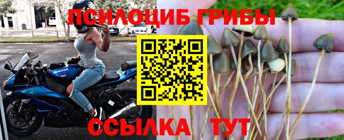 Псилоцибиновые грибы Psilocybine cubensis Бугуруслан